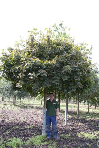 Acer platanoides 'Globosum' Acer platanoides 'Globosum'
